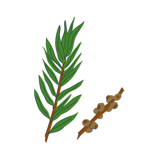 Teebaumöl als Wirkstoff in der Hautpflege Melaleuca Alternifolia Leaf Oil