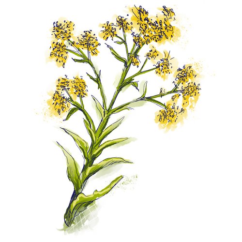 Zeichnung: Färberwaid-Pflanze