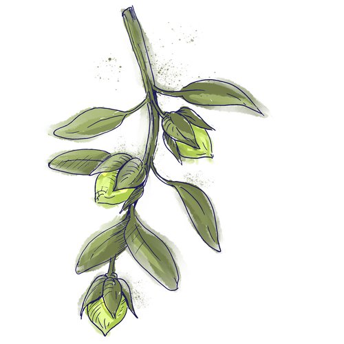 Jojobaöl als Wirkstoff in der Hautpflege Zeichnung: Jojoba Pflanze