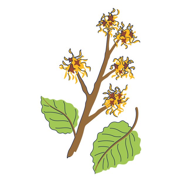 Virginische Zaubernuss als Wirkstoff in der Hautpflege Hamamelis Virginiana (Witch Hazel) Leaf Water