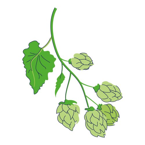 Zeichnung: Hopfen
