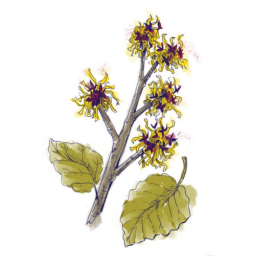 Virginische Zaubernuss als Wirkstoff in der Hautpflege Hamamelis Virginiana (Witch Hazel) Leaf Water