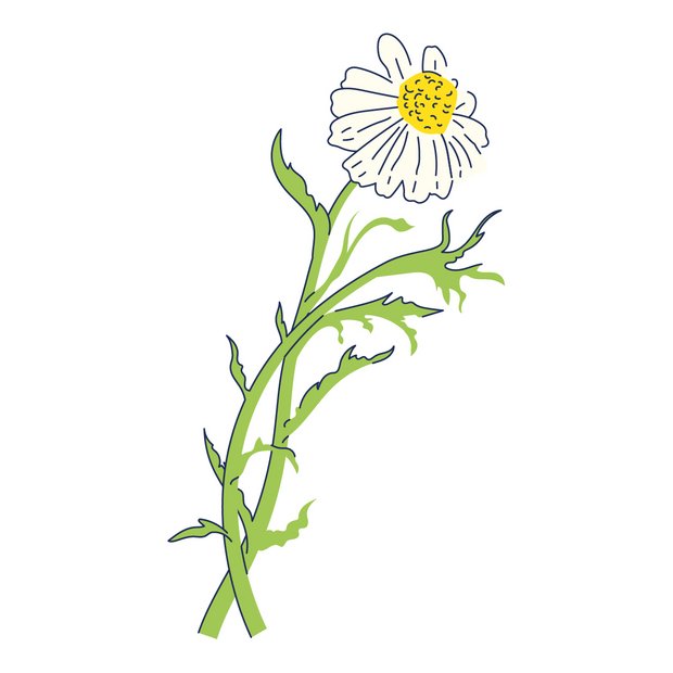 Kamillenextrakt als Wirkstoff in der Hautpflege Bisabolol