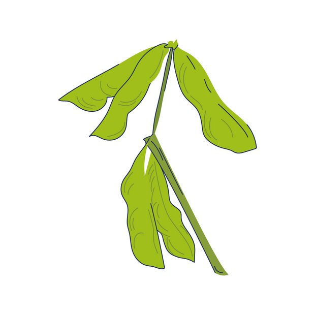 Sojaöl als Wirkstoff in der Hautpflege Glycine Soja (Soybean) Oil