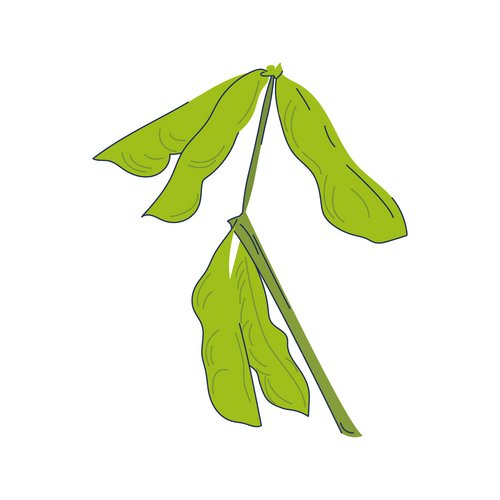 Sojaöl als Wirkstoff in der Hautpflege Zeichnung: Sojabohnen