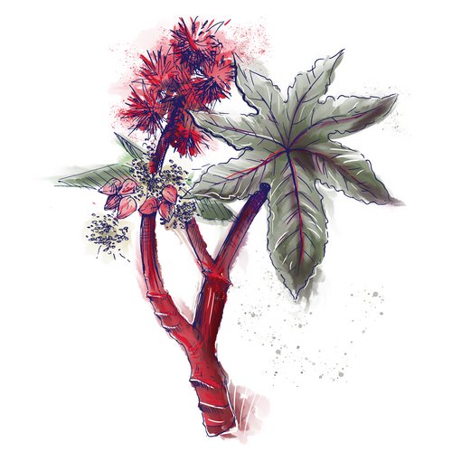 Rizinusöl als Wirkstoff in der Hautpflege Hydrogenated Castor Oil