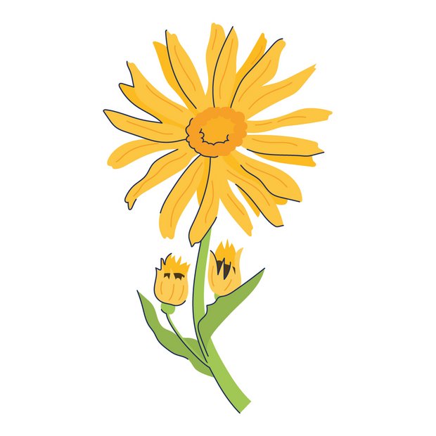 Arnica als Wirkstoff in der Hautpflege Arnica Montana Flower Extract