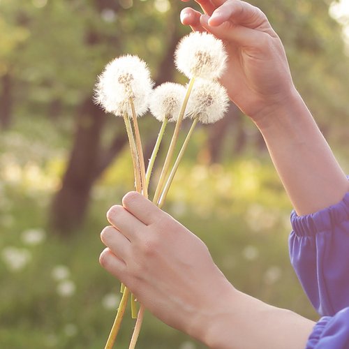 Hände pflücken Pusteblumen in der Natur