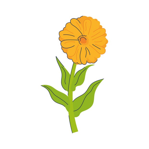 Ringelblumenextrakt als Wirkstoff in der Hautpflege Calendula Officinalis Flower Extract