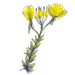 Illustration einer Nachtkerze