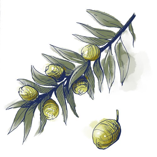 Zeichnung: Olivenstrauch
