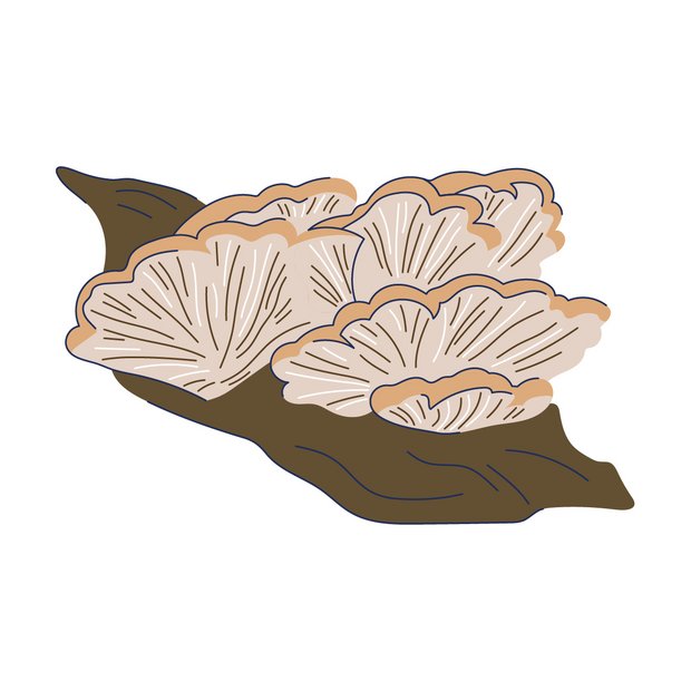 Pilzextrakt als Wirkstoff in der Hautpflege Schizophyllan