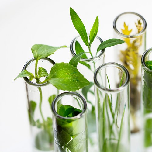 Grüne Pflanzen in Reagenzgläsern