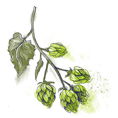 Hopfenextrakt als Wirkstoff in der Hautpflege Zeichnung: Hopfen