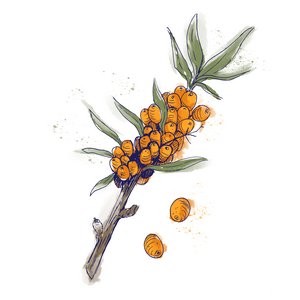 Illustration des Sanddorns