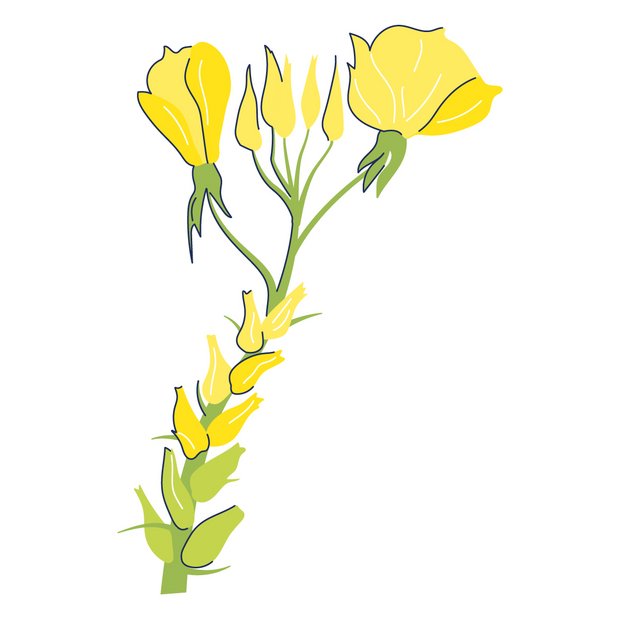 Nachtkerzensamenöl als Wirkstoff in der Hautpflege Oenothera Biennis (Evening Primrose) Oil | OENOTHERA BIENNIS OIL