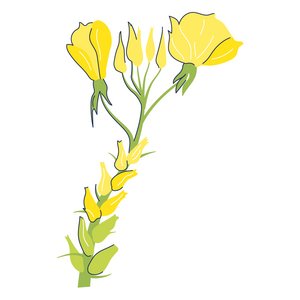 Illustration einer Nachtkerze