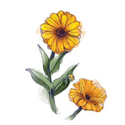 Zeichnung: Ringelblume