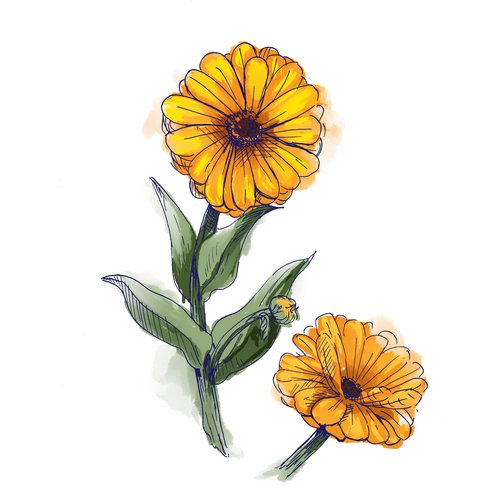 Ringelblumenextrakt als Wirkstoff in der Hautpflege Calendula Officinalis Flower Extract